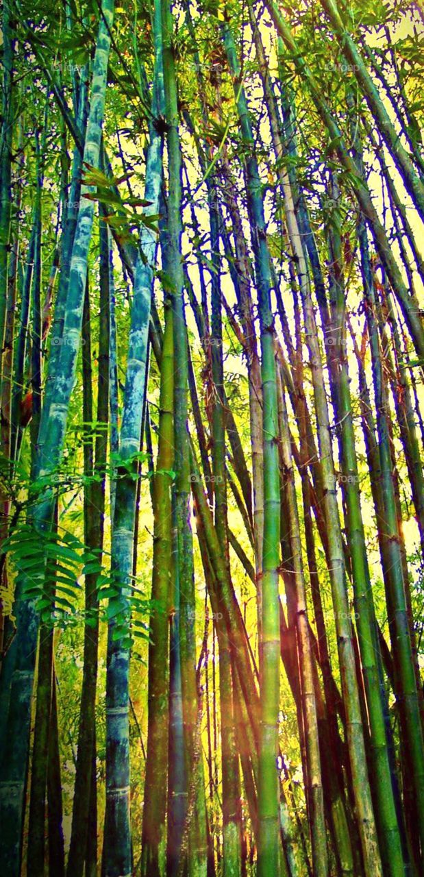 Bamboo stand. Looking up into the bamboo stand.