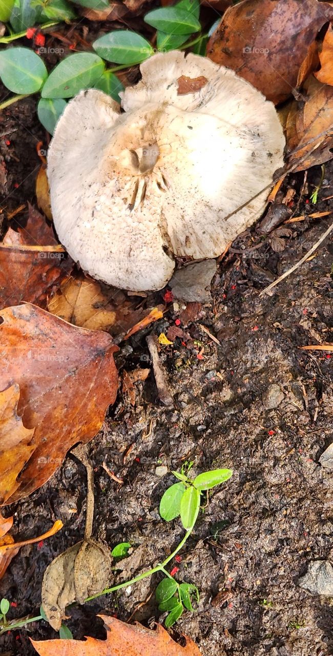 close up view of large round off-white mushroom cap on the ground surrounded by fallen leaves on an Autumn day in Oregon