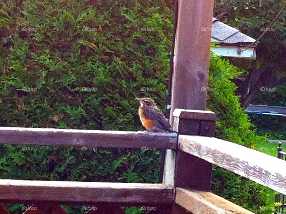 Baby robin