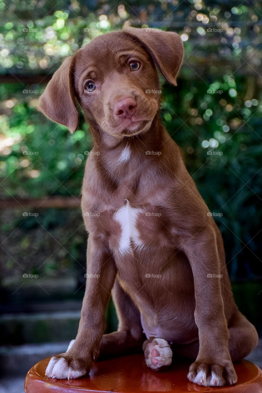 linda, faceira e nem um pouco delicada , você chegou para transformar minha vida agitada em um trem desgovernado.