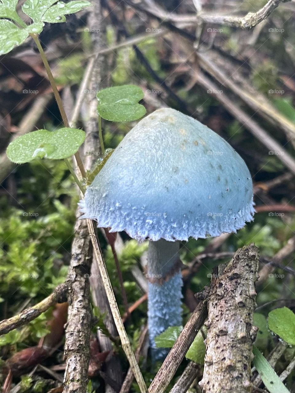 Mushroom 
