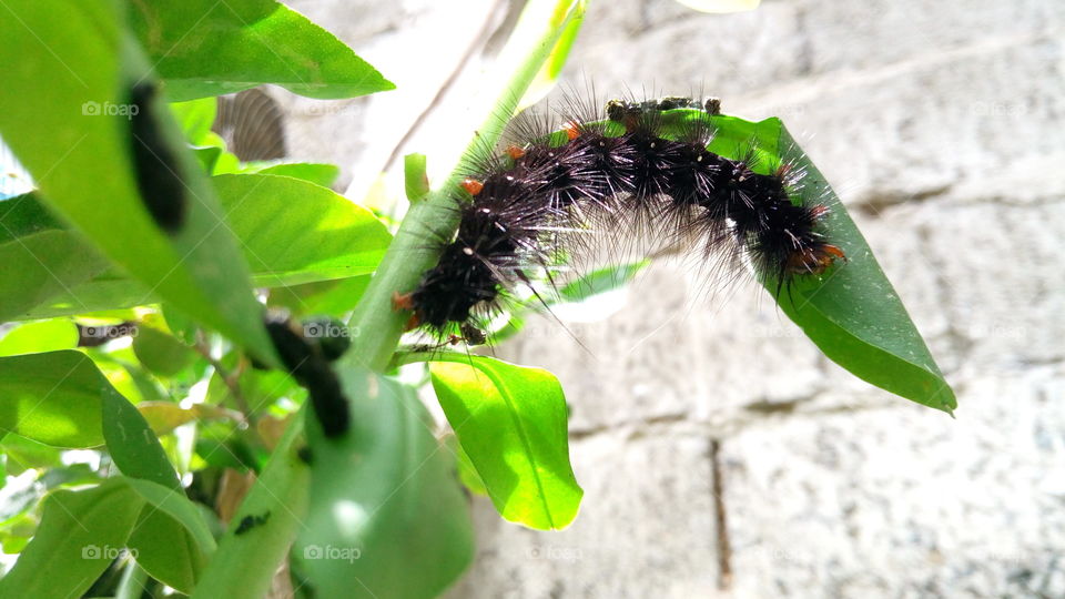hello there caterpillar