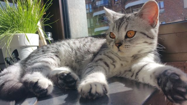 cat