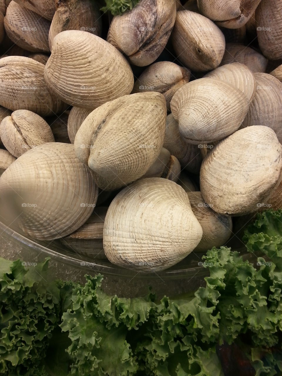 clams. seafood