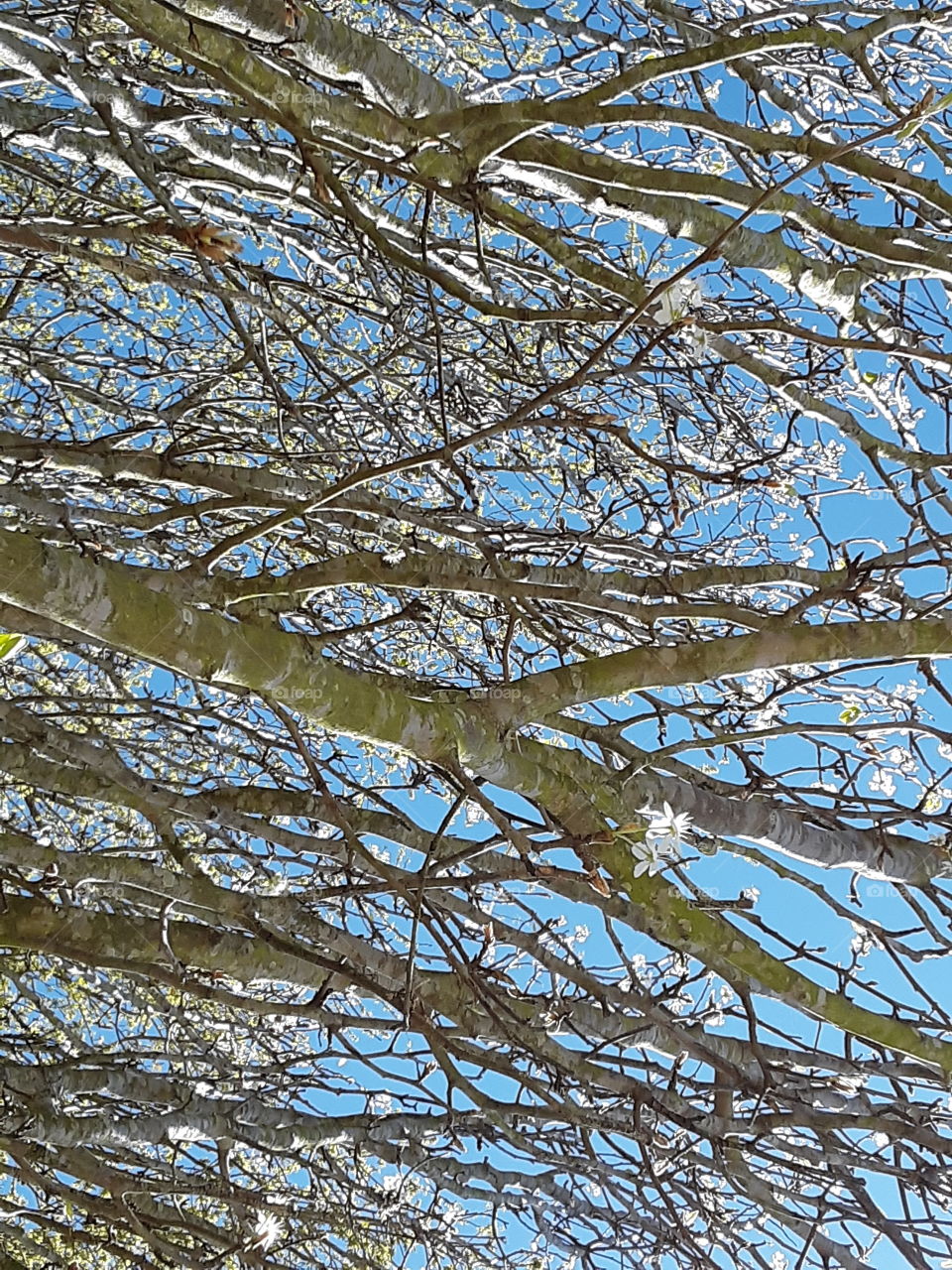 Flowering branches in a tree