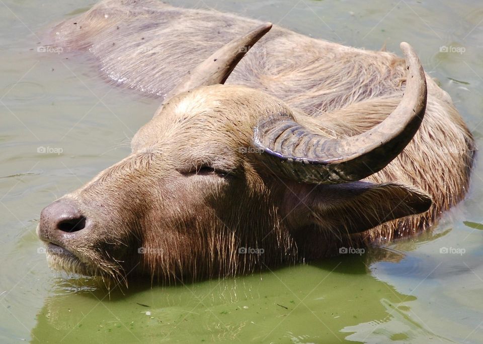 Water buffalo relaxing in the water 