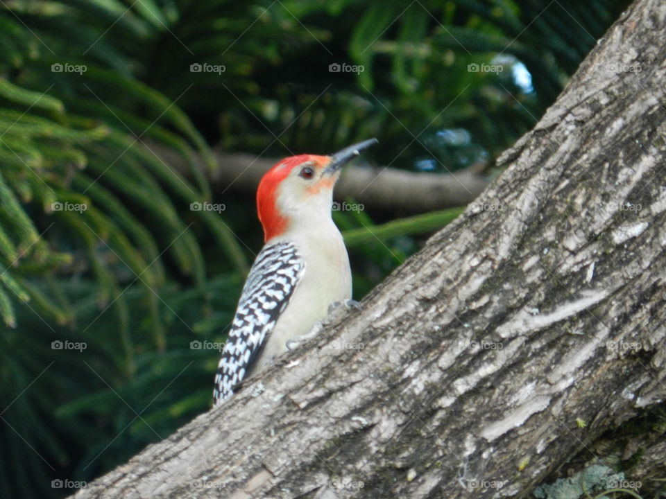 Red Headed Wood pecker