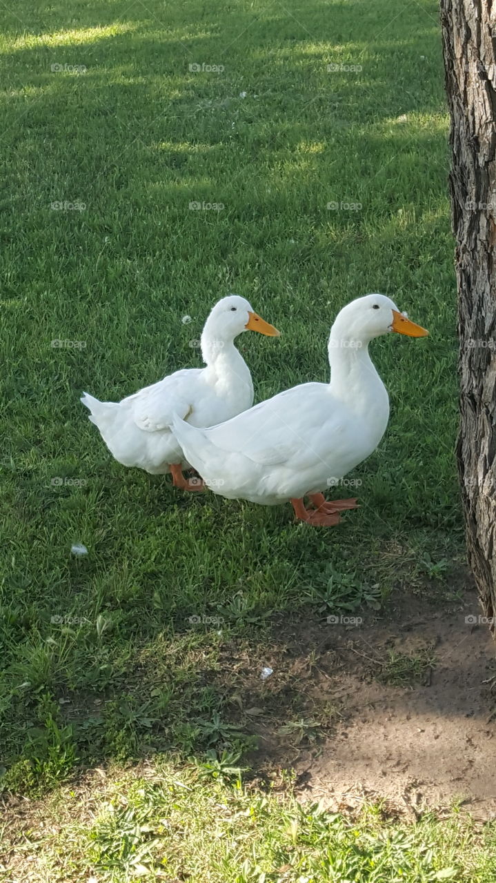 ducks