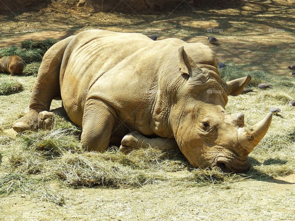 Rhino lying down