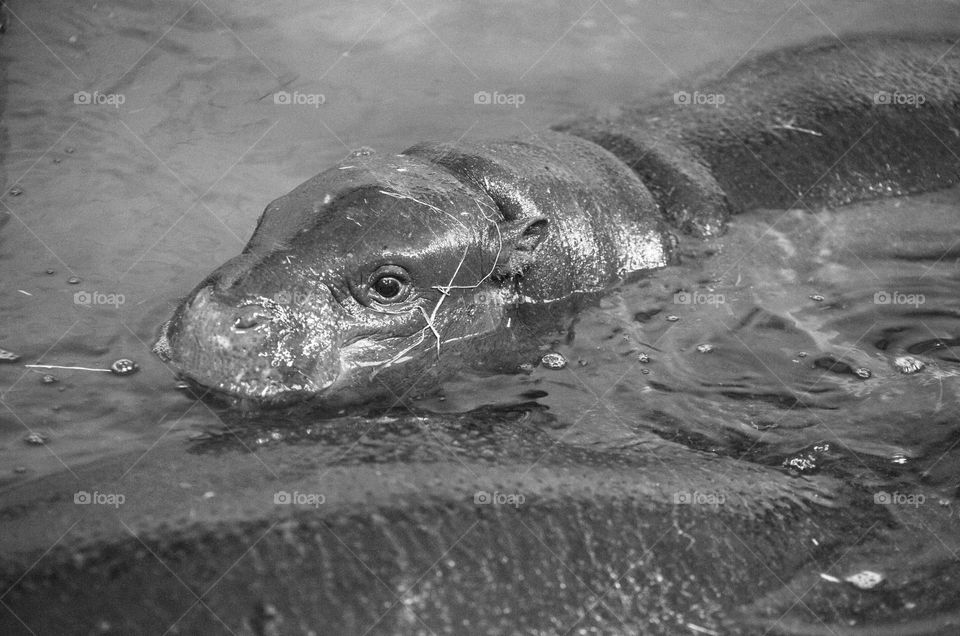 Pygmy hippo calf