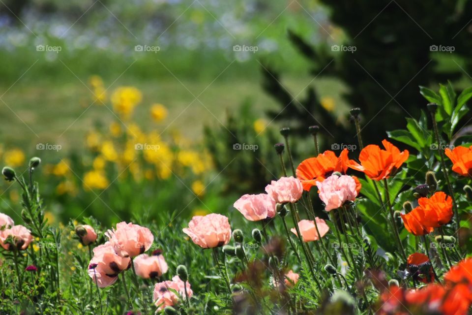 Field of flowers, poppies
