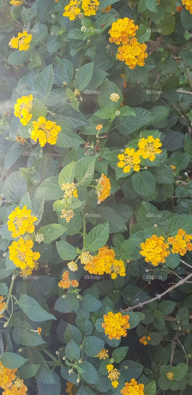 yellow flowers