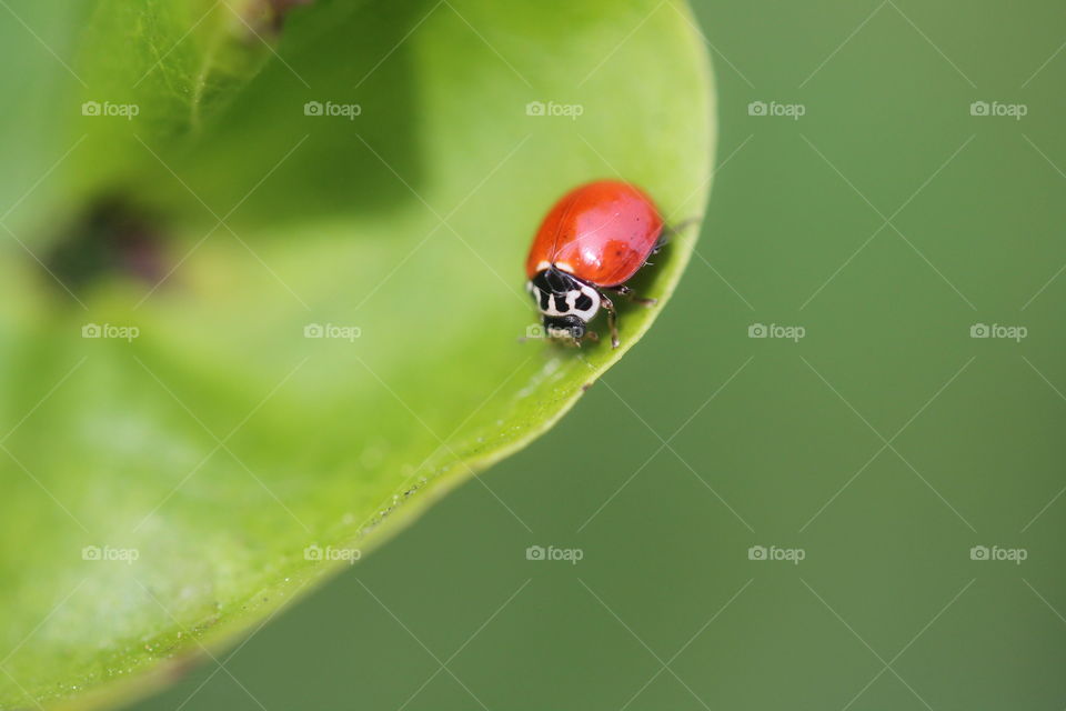 ladybug