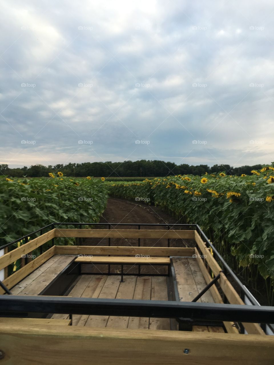 Sunflower Field of Hope