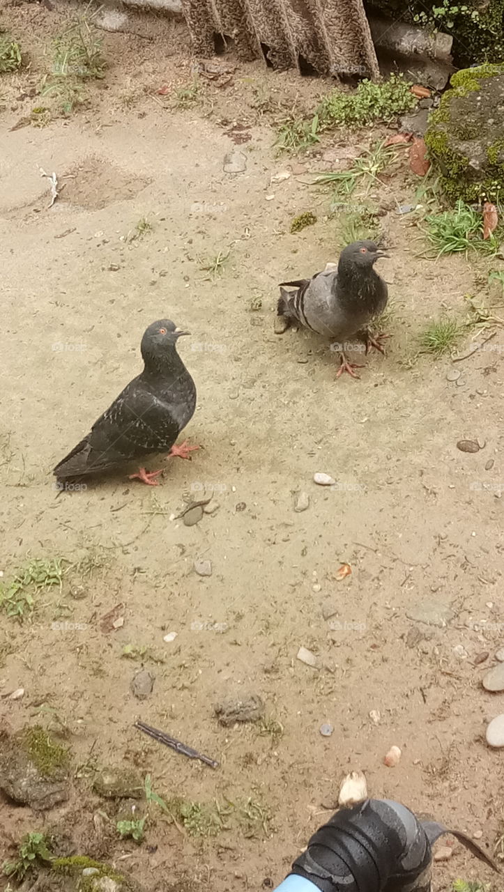 Love birds pigeon