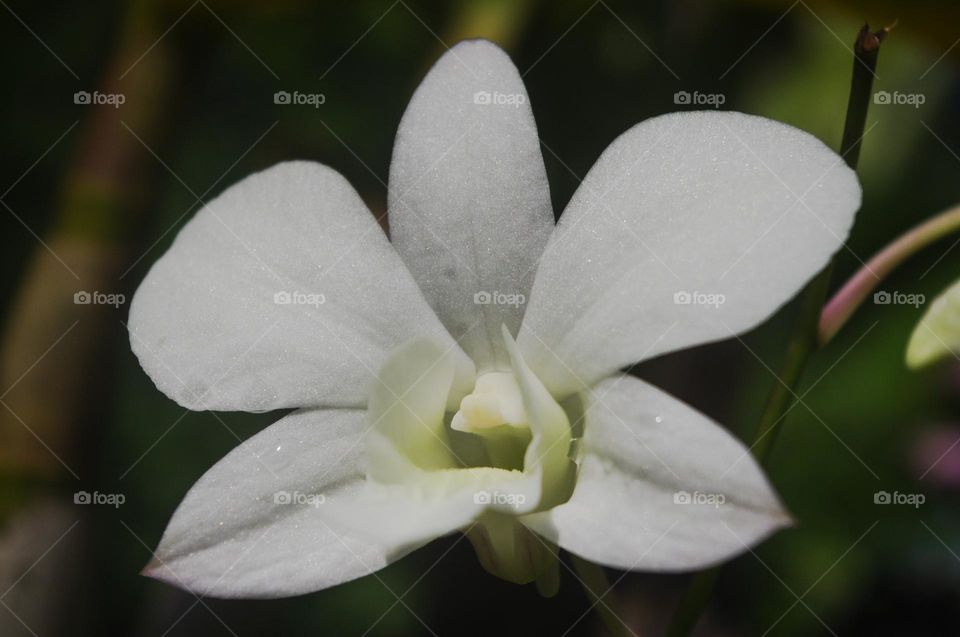 white orchid