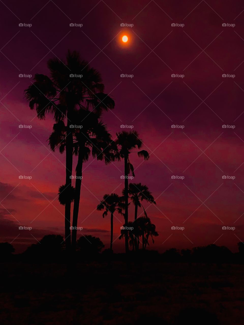 Picture of a full moon in a cloudy sky behind tall palm trees at the village at night. 