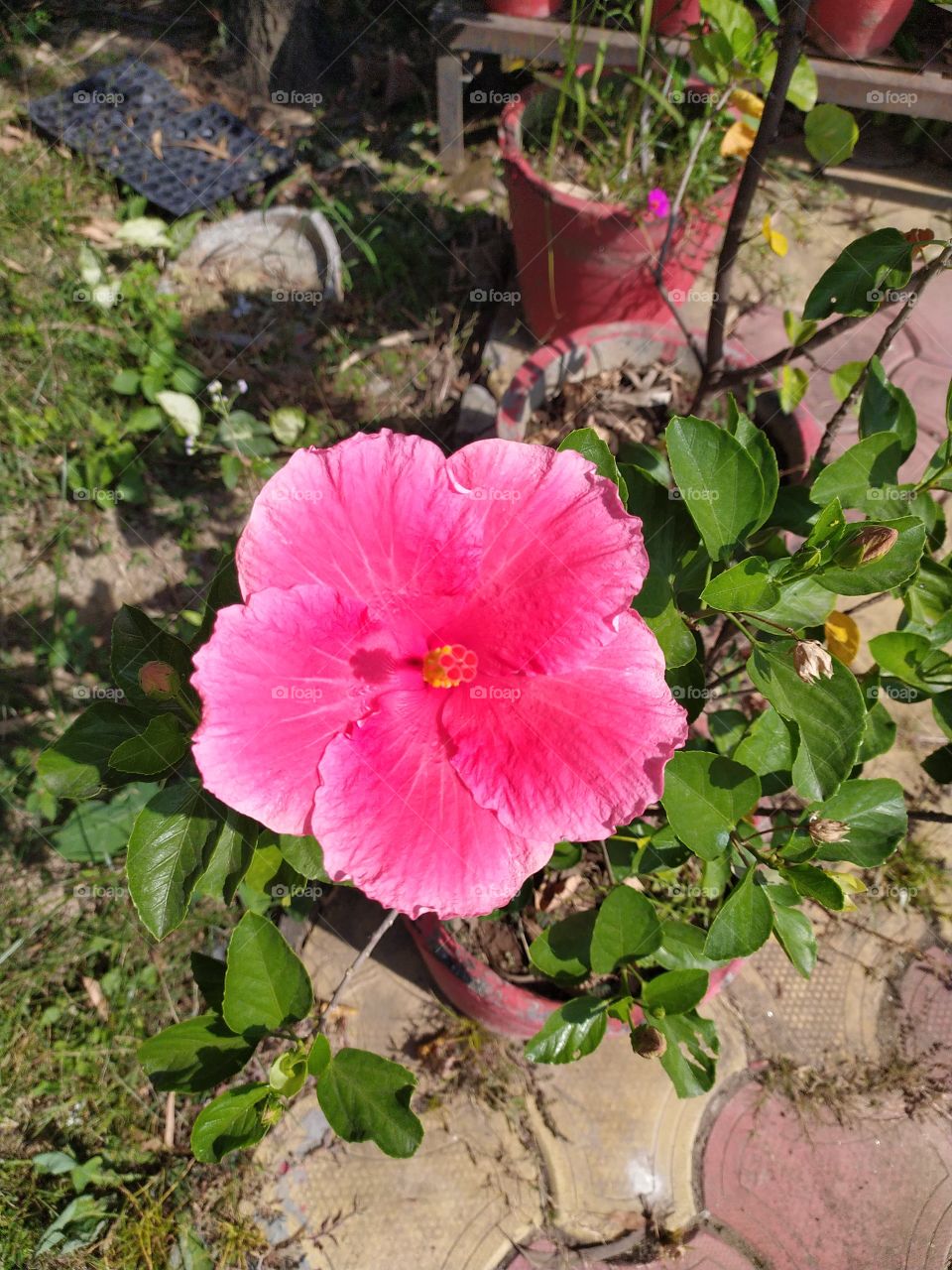 Our planet is faced with the toughest times at present for several reasons both natural and man-made. On the other hand nature is at its best with the treasure of all its colours coming out everywhere