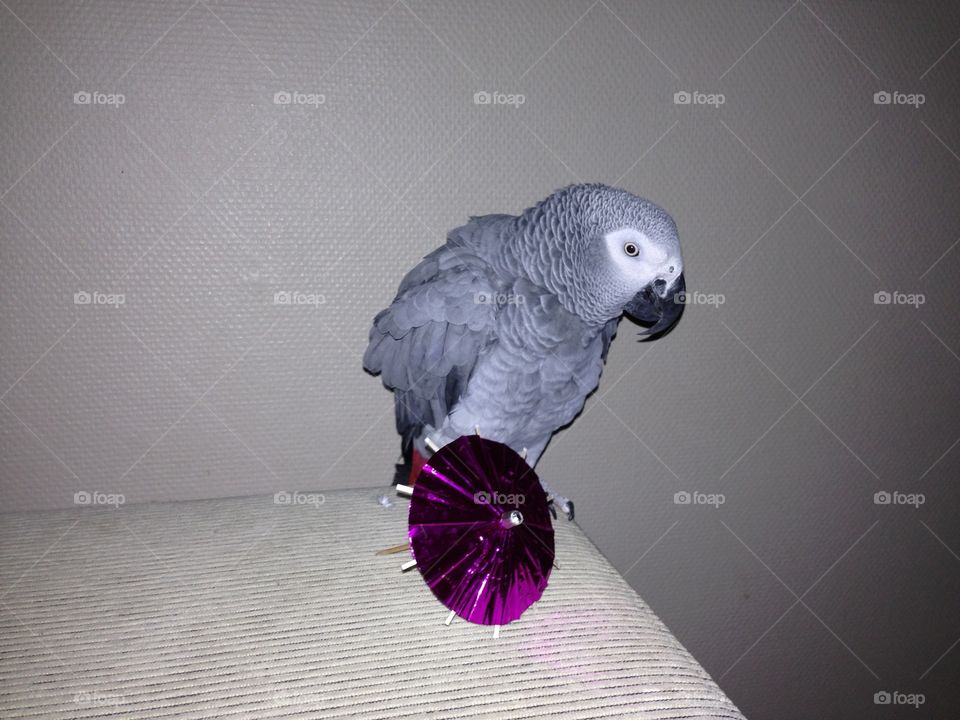 Party parrot 