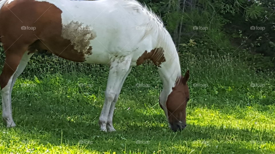 painted beauty