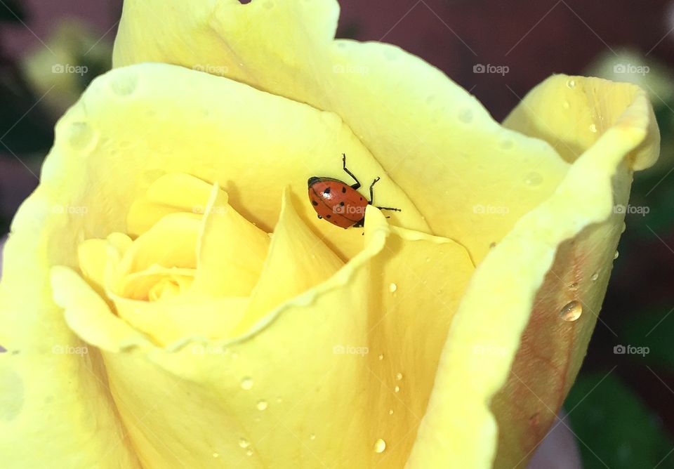 Ladybird yellow rose closeup (hidden)