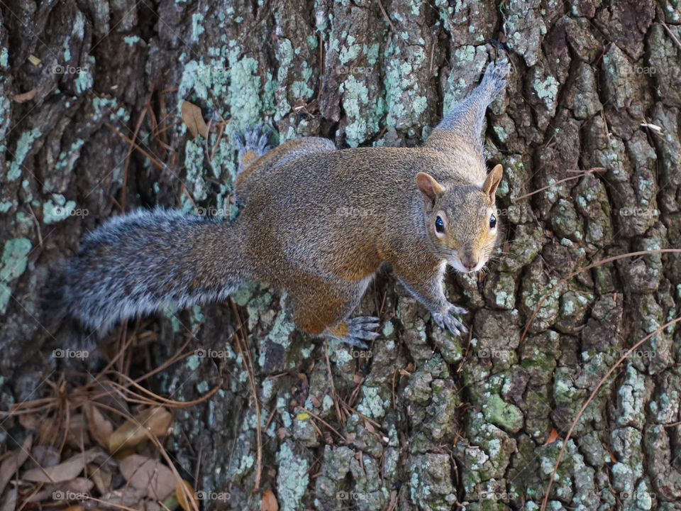 Squirrel stopped on tree trunk staring at me