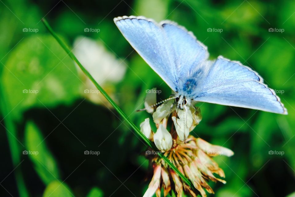 Macro shot - butterfly 