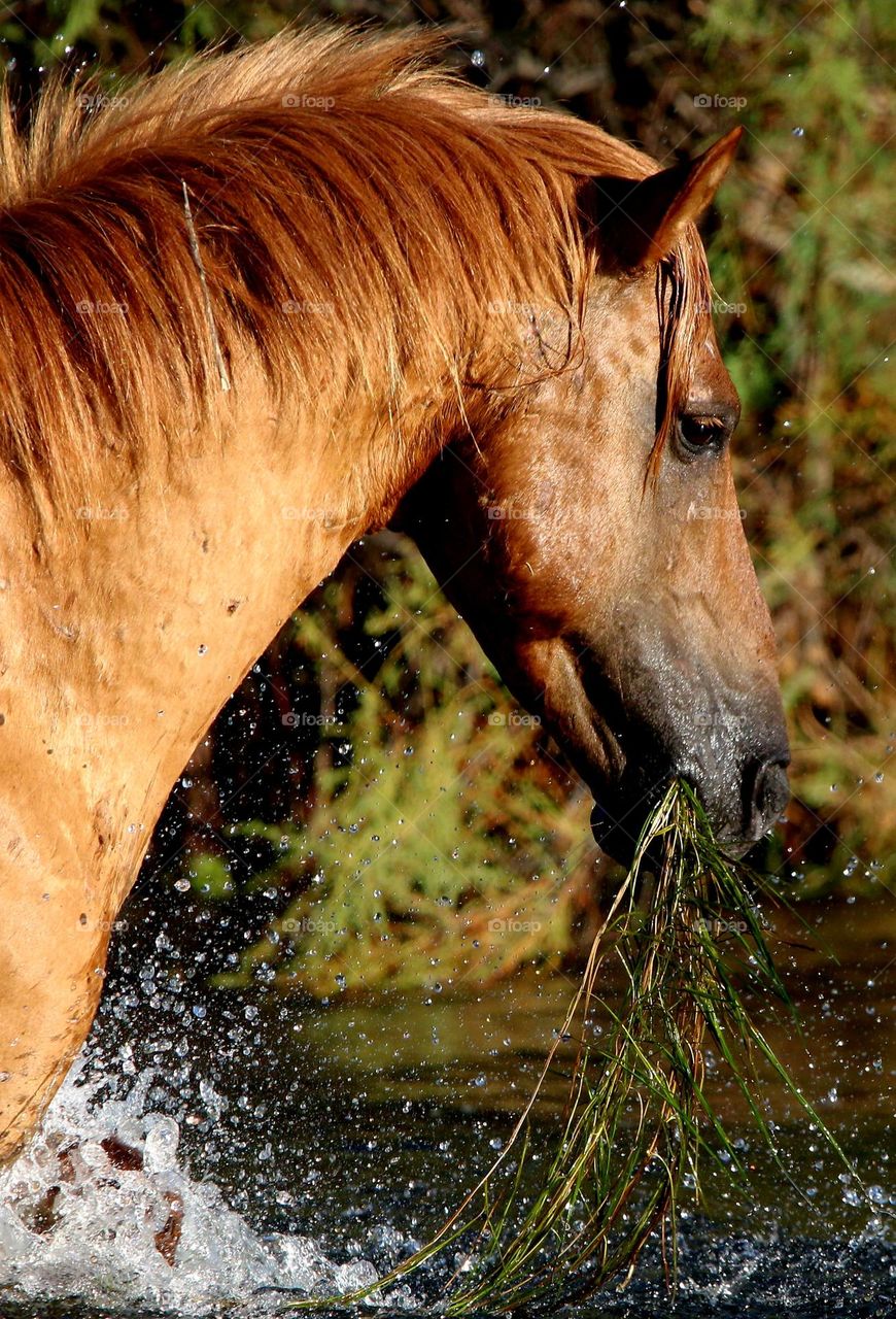 Wild Horse Eating Eelgrass from Riverbottom