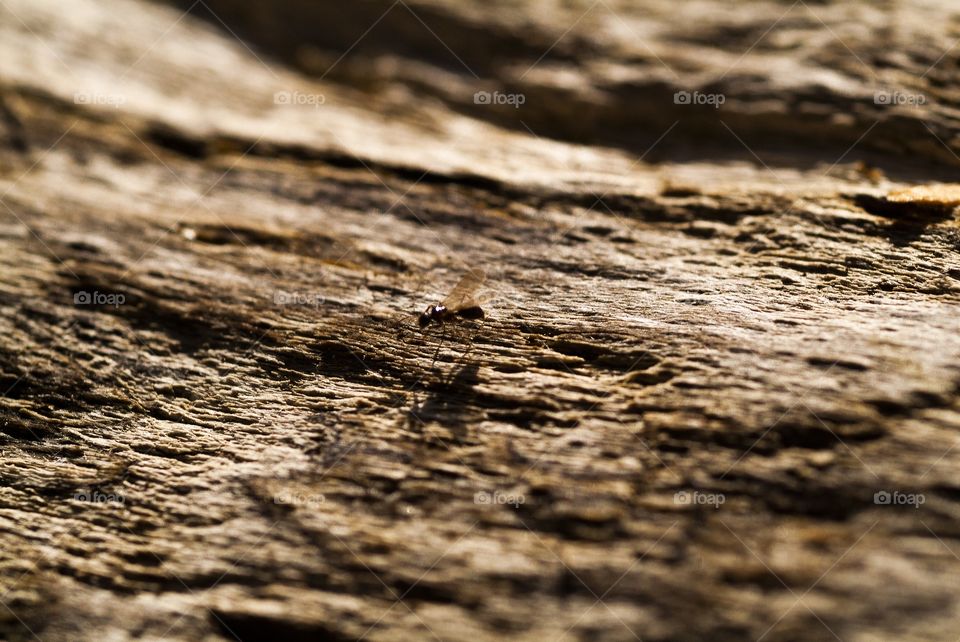 A mosquito travels the terrain of a wood log.