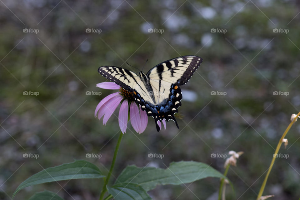 Mariposa