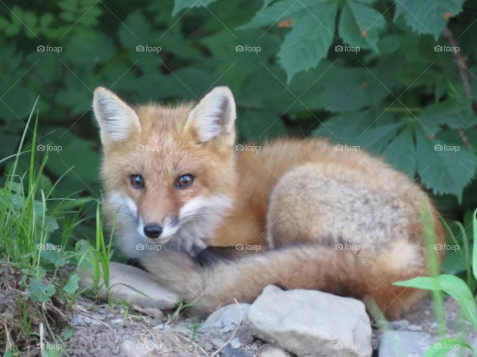 Roadside Fox