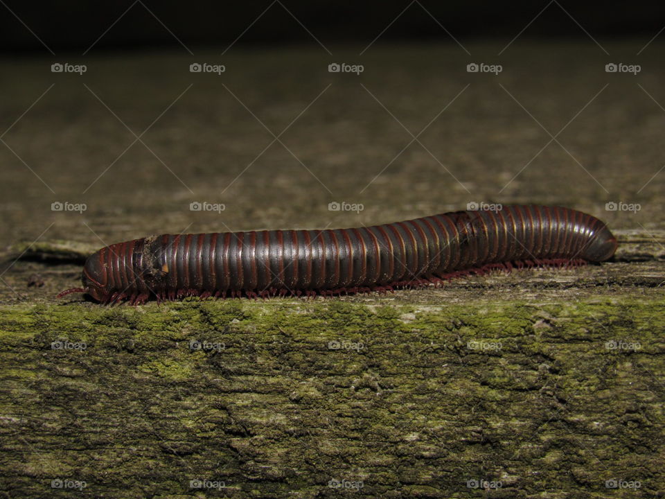 Millipede 
