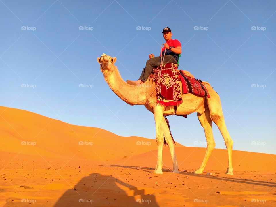 Camel in desert