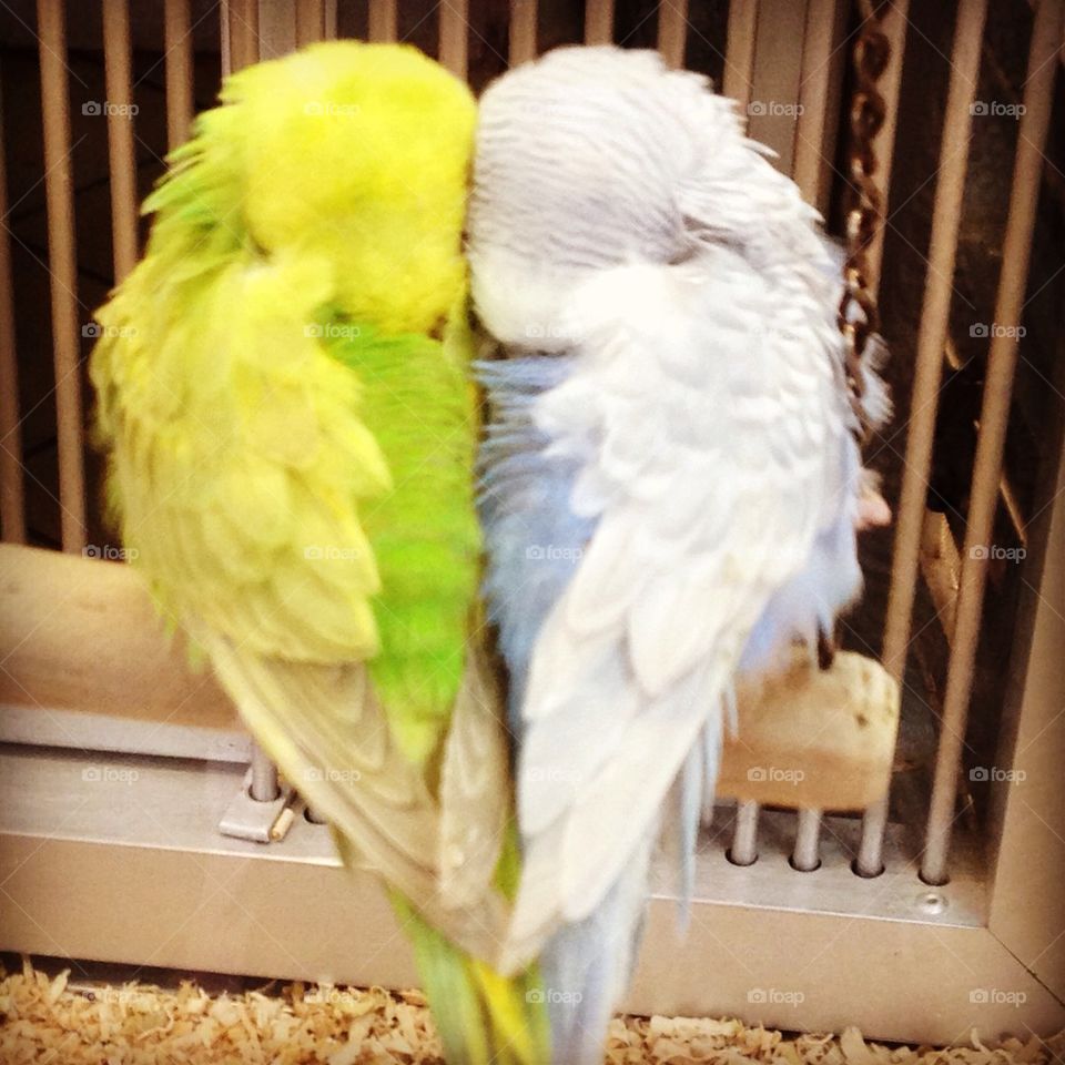 Lovebirs