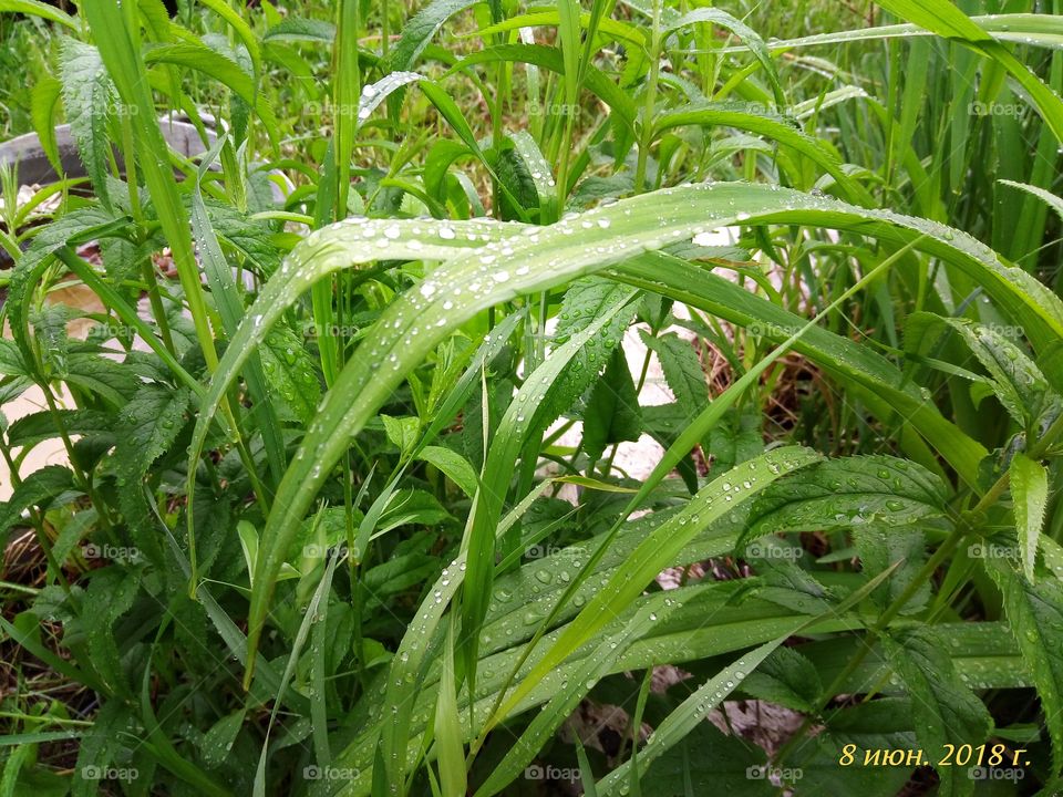 Трава.Зеленый.Капельки.После дождя.