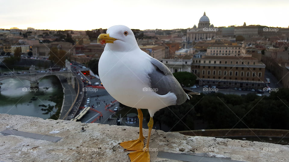 A seagull poses before St. Peter's Square in Rome,  Italy