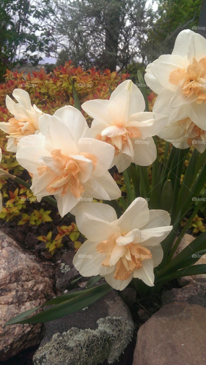 Daffodils In My Garden