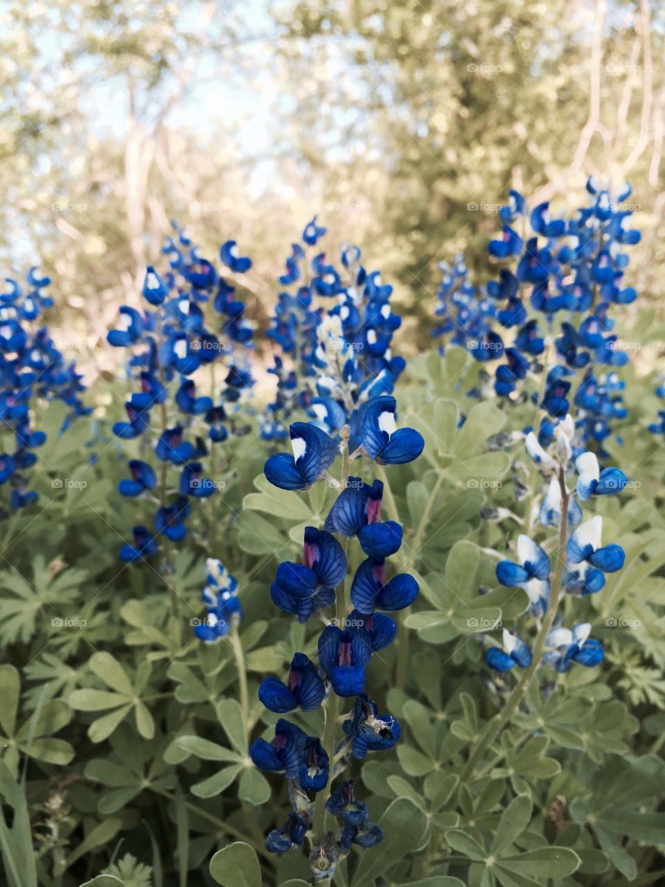 Bluebonnets afield 