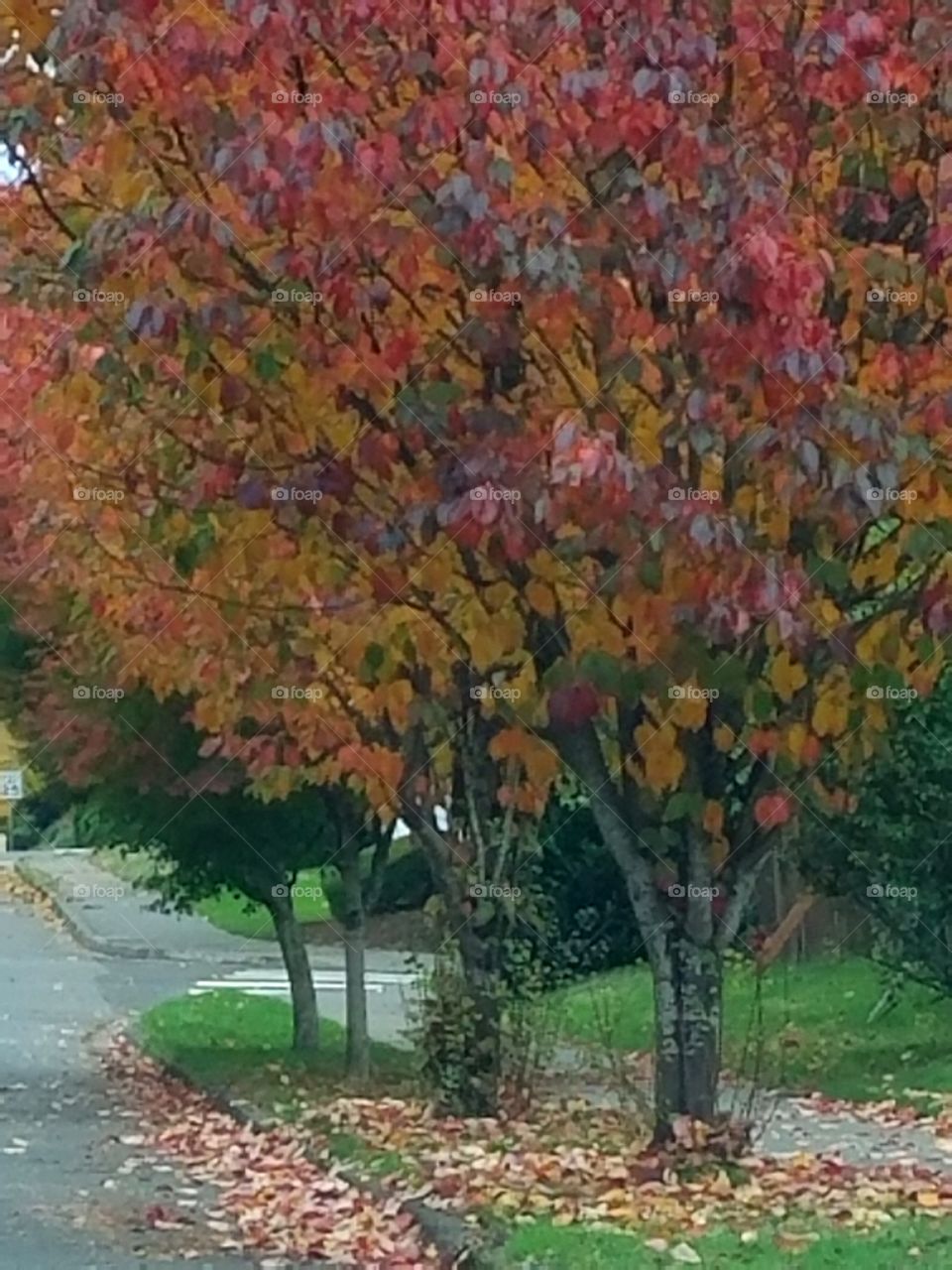 fall in my neighborhood