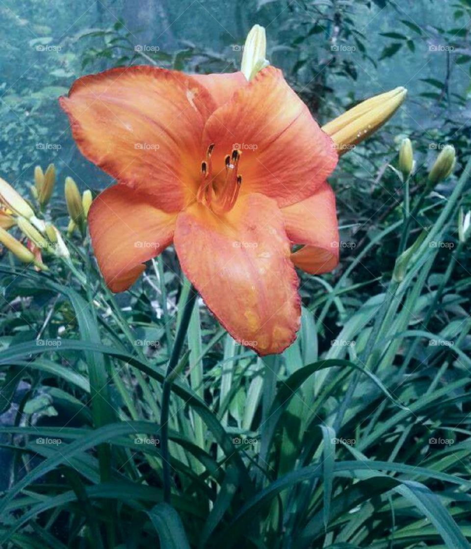 Orange lily. A beautiful flower in a Wisconsin butterfly garden
