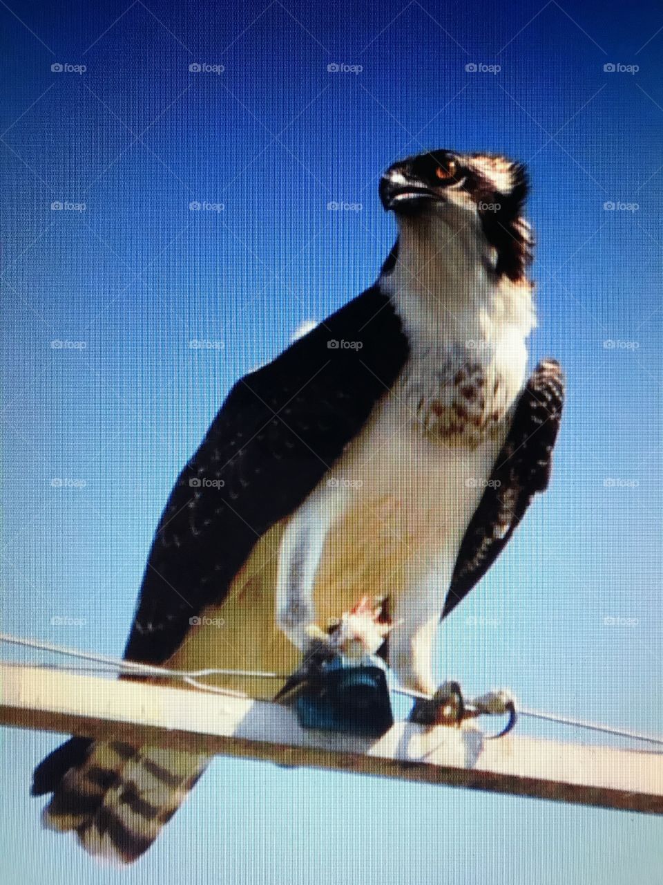 Osprey on the lookout 