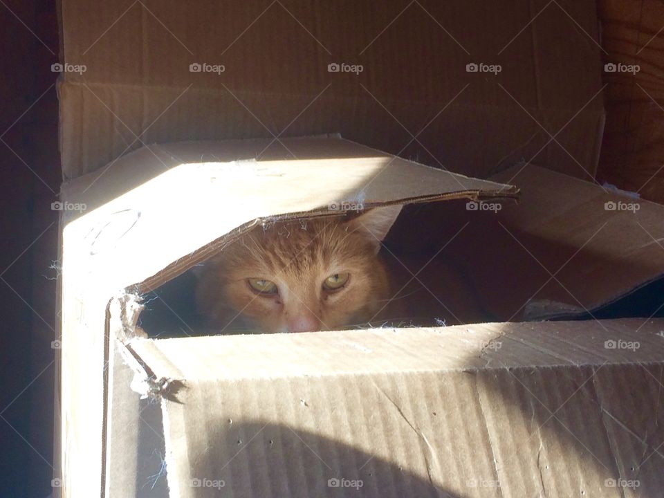 Cats outta the box 