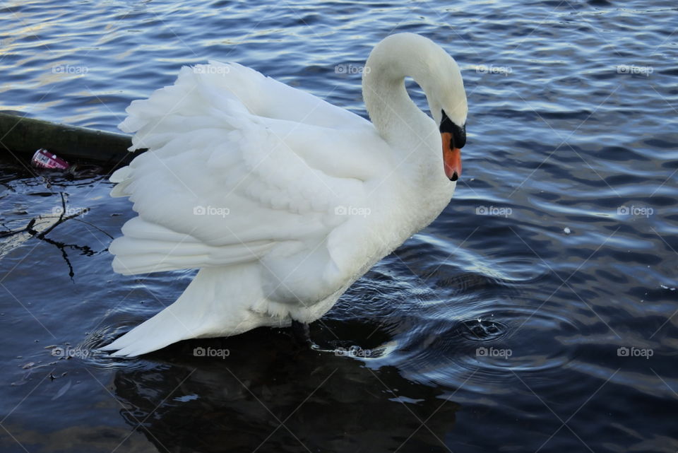 Swan, Bird, Water, Lake, Pool