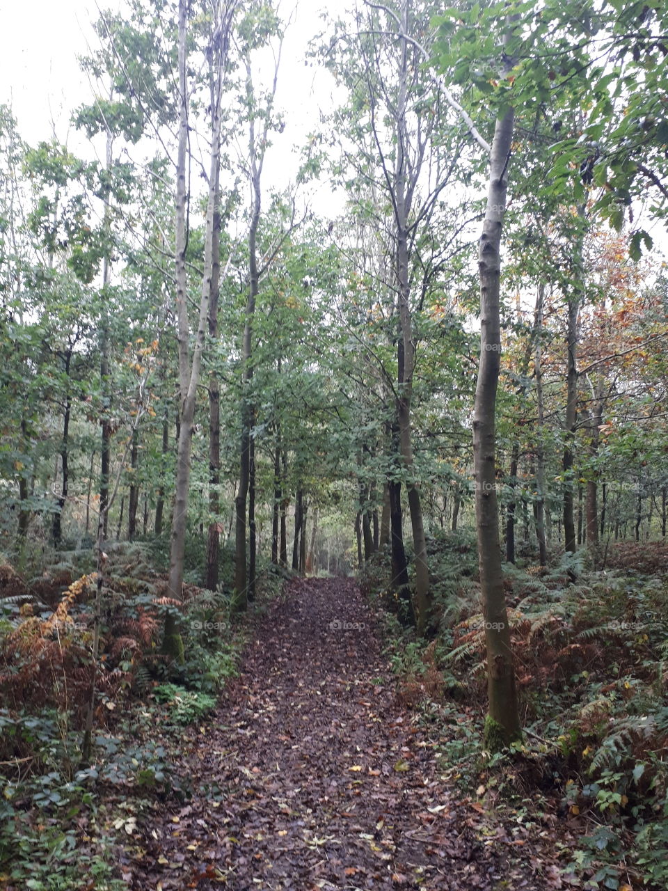 Woodland Path