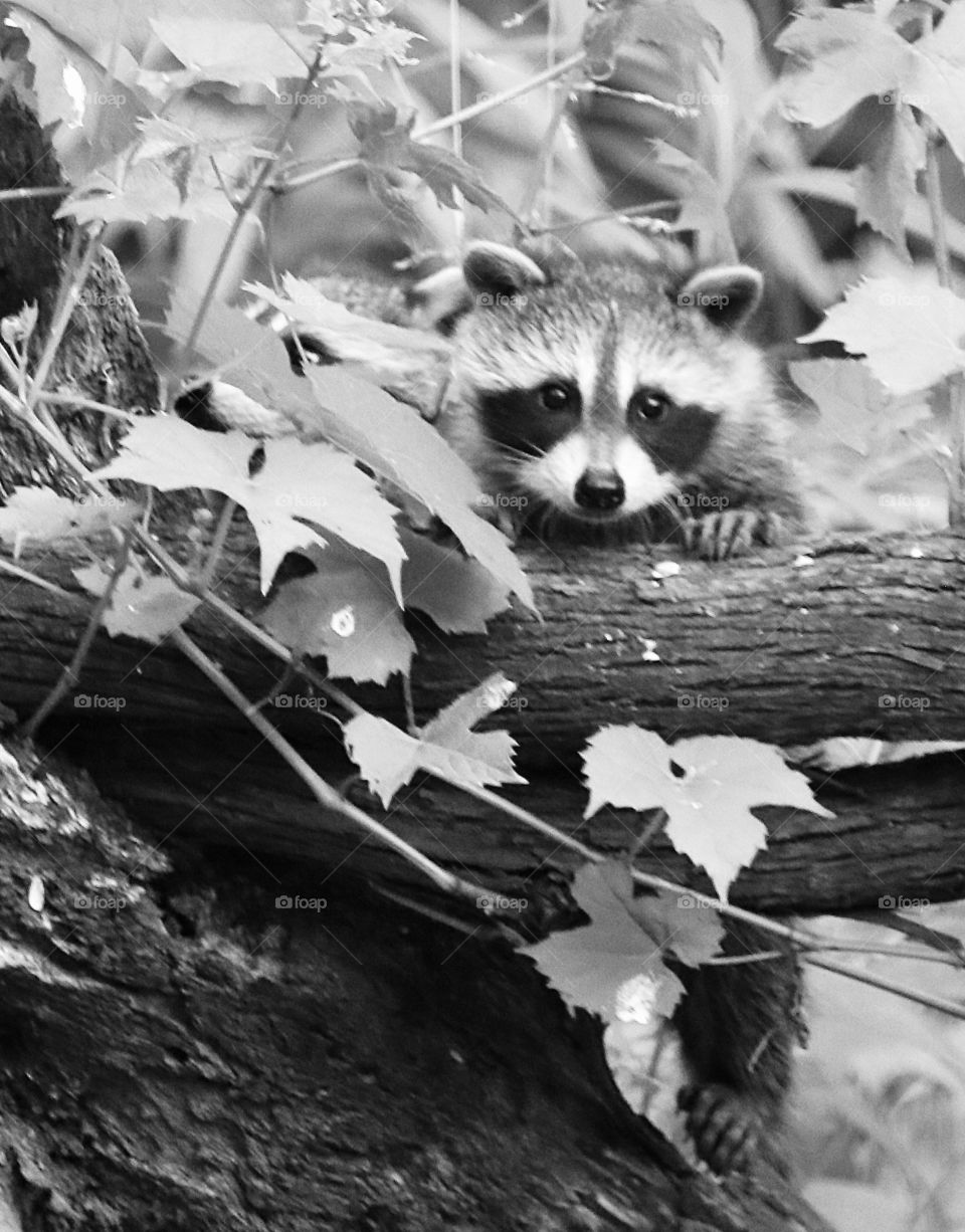 Black and white image of a baby raccoon peeking out from behind a tree and leaves