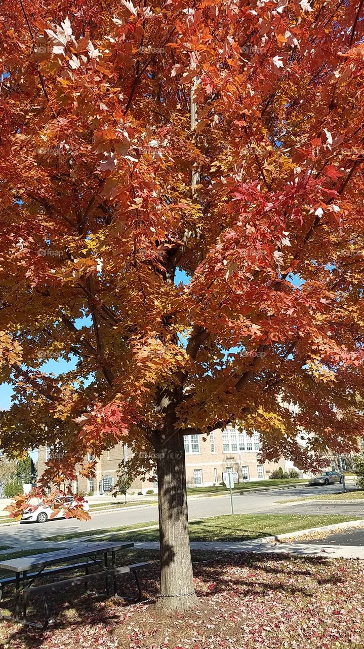 Fall afternoon colors