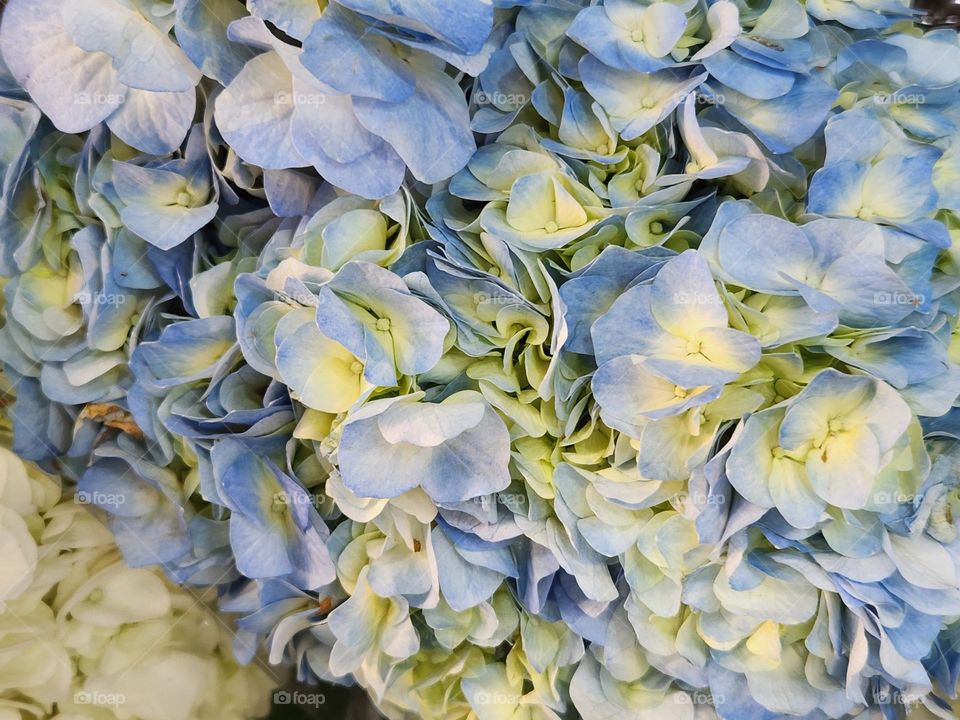 close-up of open blue and white hydrangea flower blossom bouquet