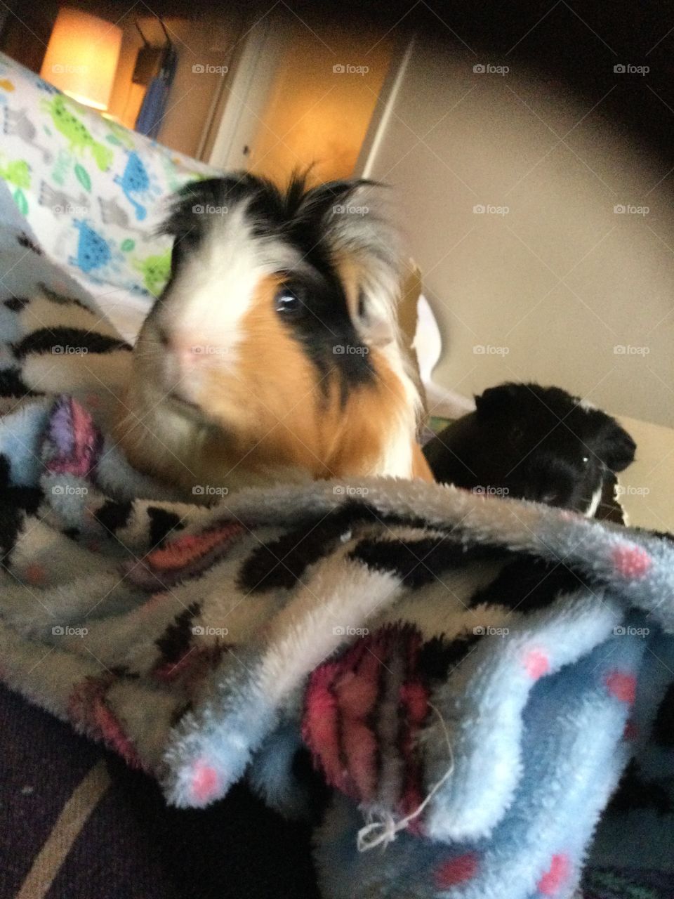 Funny hairstyle for my Guinea pig 