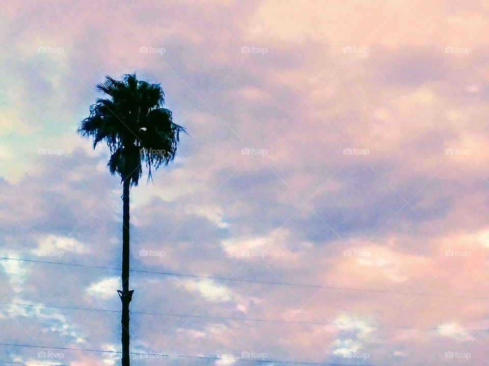 Backlit Palm Tree on a Cloudy Day