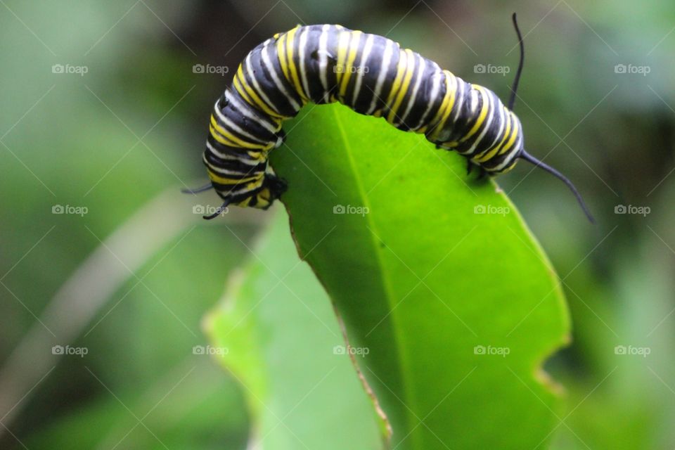 Caterpillars everywhere on this leaf